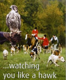 Click on image to see full-sized version Watching you like a hawk