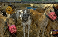 Click on image to see full-sized version Sadness of gentle, loving dogs being treated as disposeable objects by the IGB