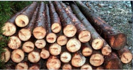 Click on image to see full-sized version coillte_defends_tree_felling_in_cork_state_park_aug_2014.jpg