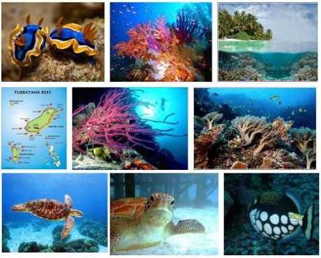 Click on image to see full-sized version 2013tubbatahareefmarineparkphilippines.jpg