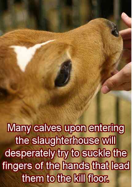 Click on image to see full-sized version Gentle animals sent abroad to die violently for profit.