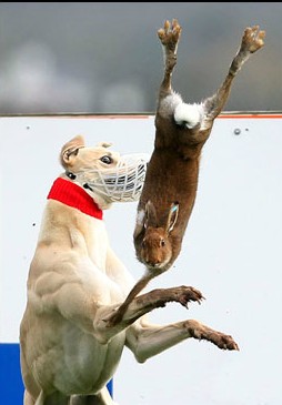 Cruelty dressed up as "sport"