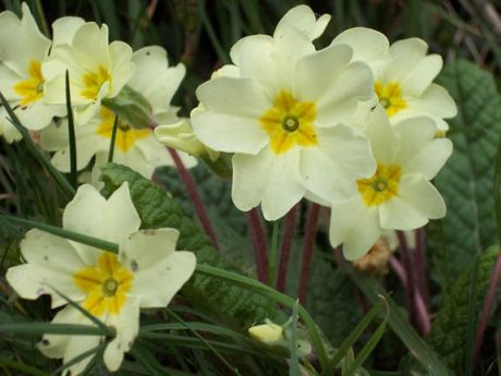 Click on image to see full-sized version Spring time in Ireland