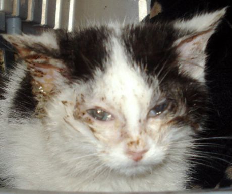 Click on image to see full-sized version Sick feral kitten
