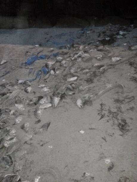 Click on image to see full-sized version dumped_farm_fish_galwaybay1_may2015.jpg