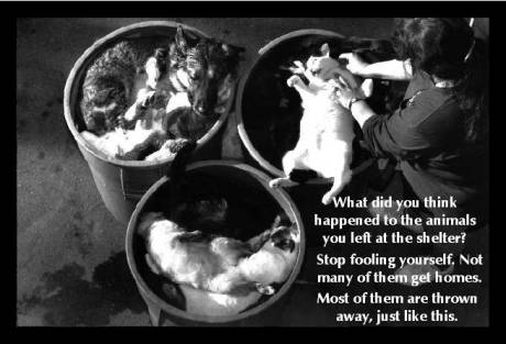 Click on image to see full-sized version Compassion towards the dogs is lacking in Wicklow Co Co and ISPCA.