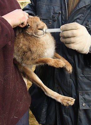 Click on image to see full-sized version A captured hare being "treated" before it is used as live bait...