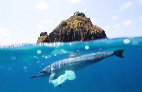 Click on image to see full-sized version dolphin_and_plastic.jpg