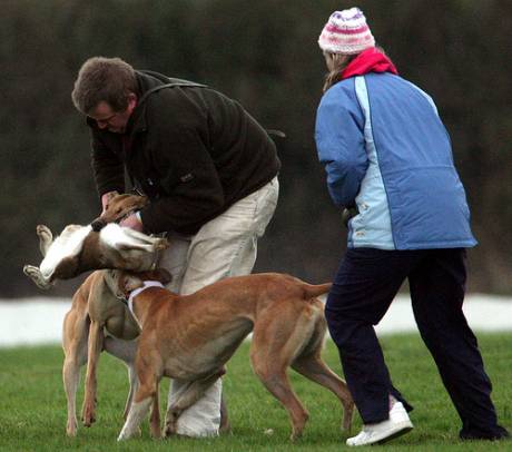 Hare coursing "sport"
