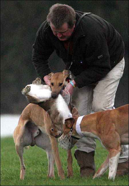 Click on image to see full-sized version hare_coursing_one.jpg