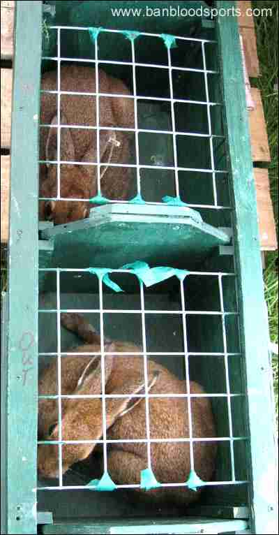 Click on image to see full-sized version hares_captured_for_coursing.jpg