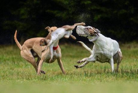 Click on image to see full-sized version irish_cup_2014_coursing_bloodsport.jpg